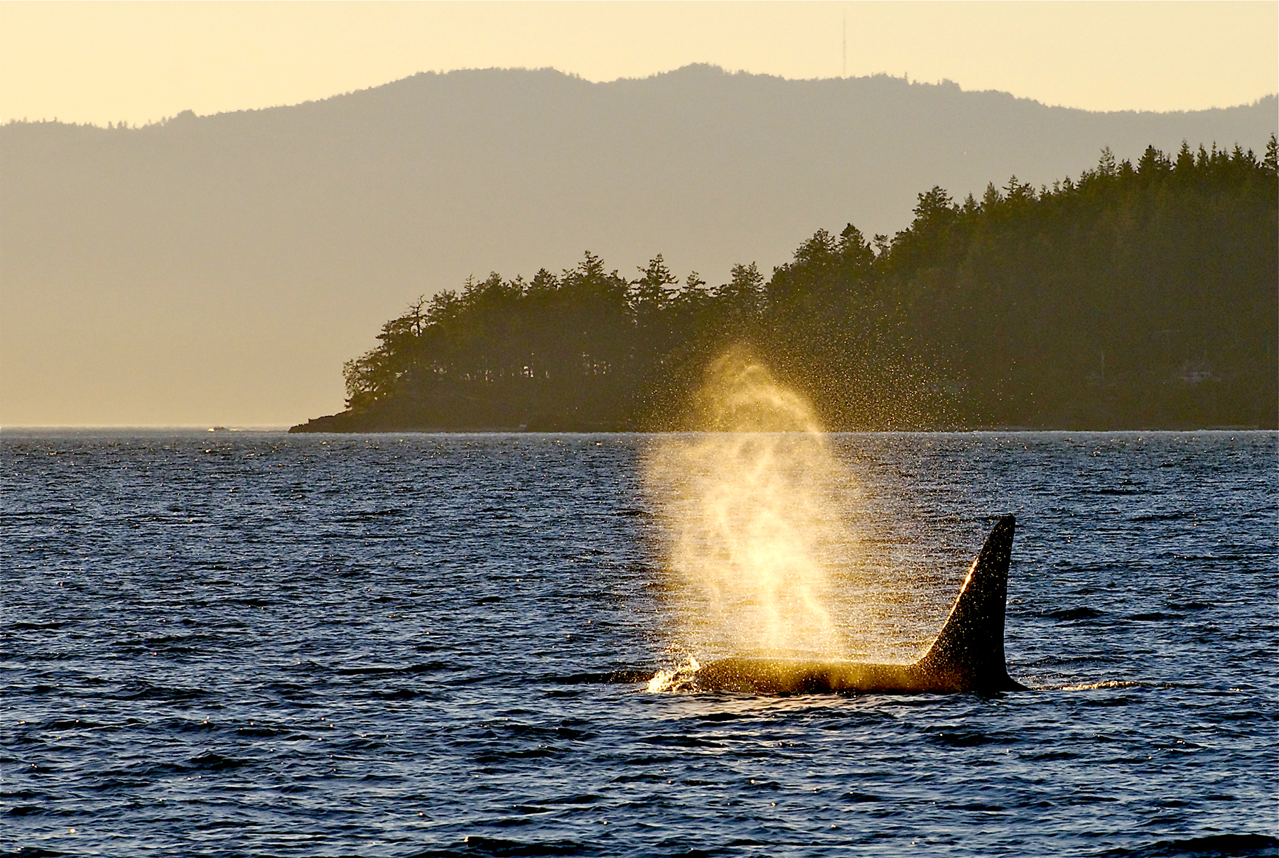 Where to See Orcas Near Seattle This Summer