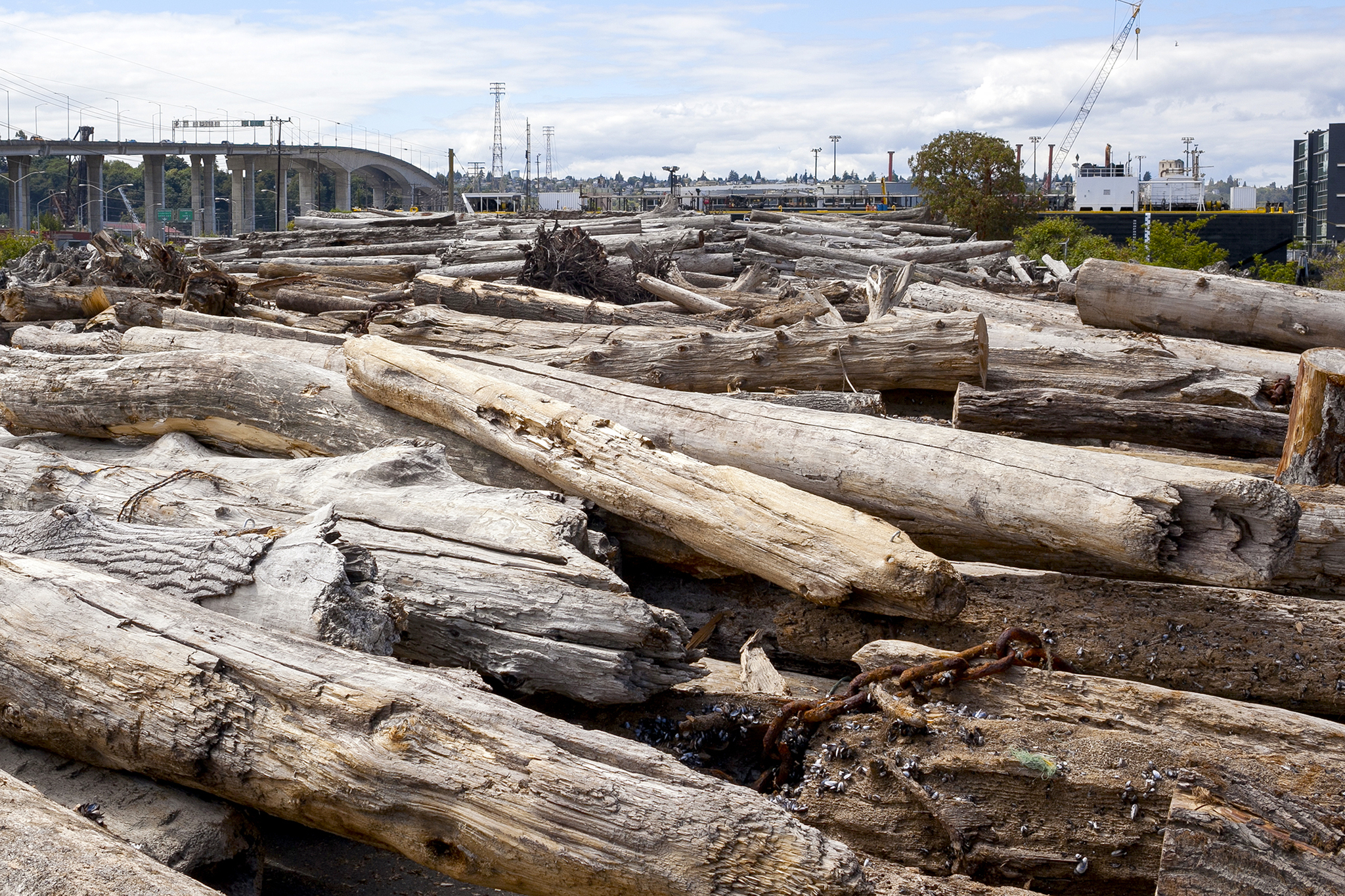 How Driftwood Can Help Save the Salmon