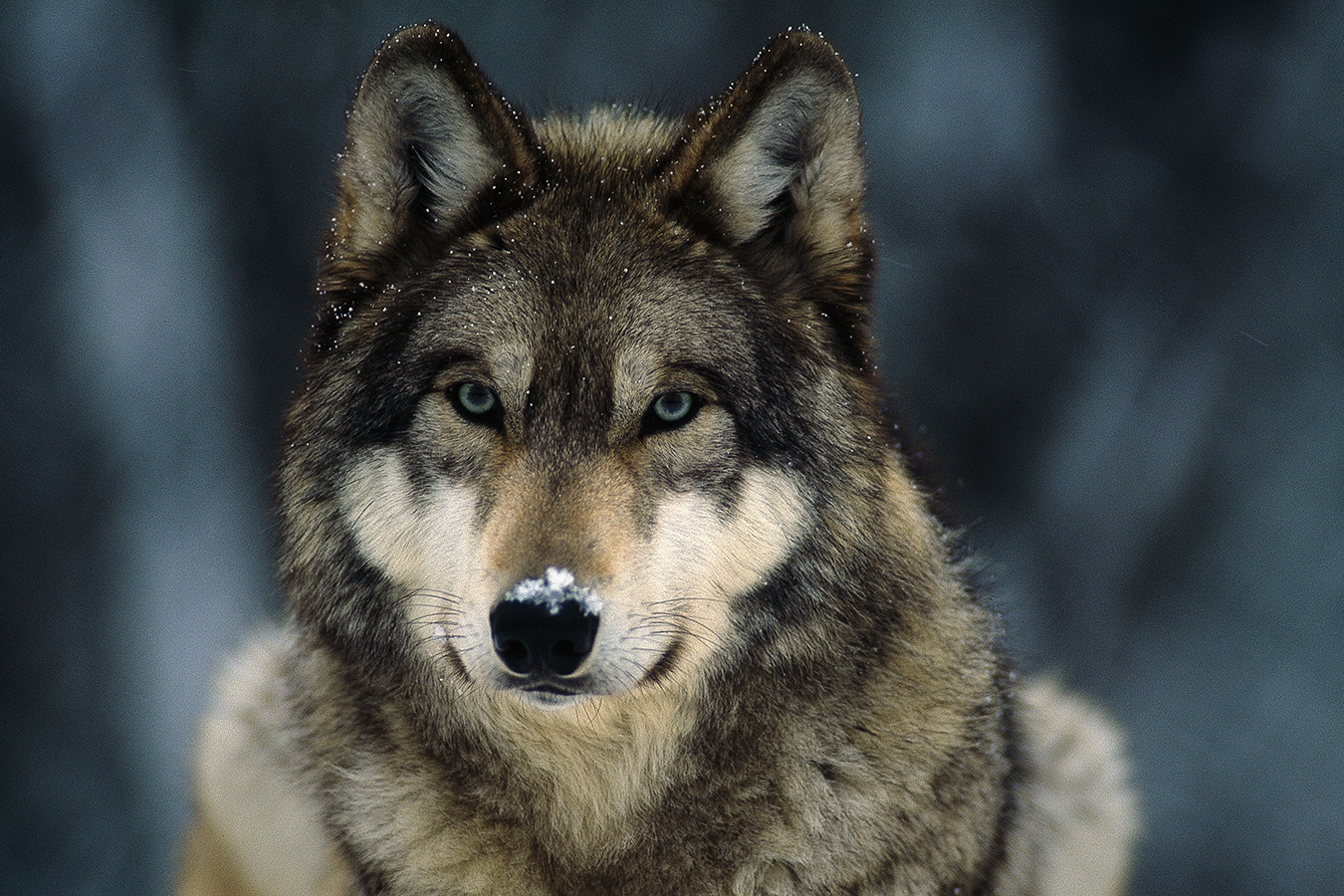 Why Not All Wolf Advocates Oppose Killing the Profanity Peak Pack