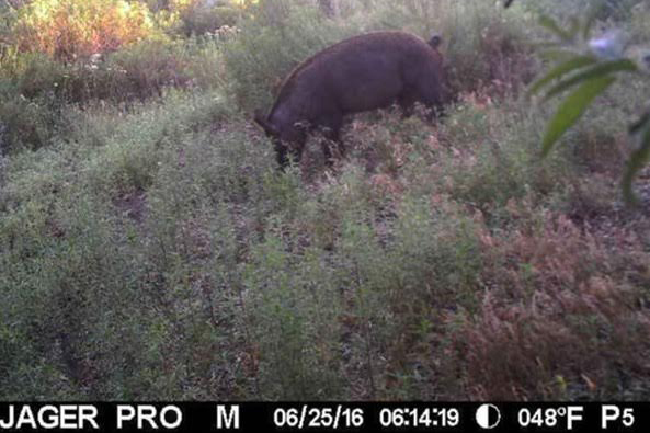 A trail cam photo of one of the loose hogs. You might call the file format JPIG. Photo courtesy of WSFW