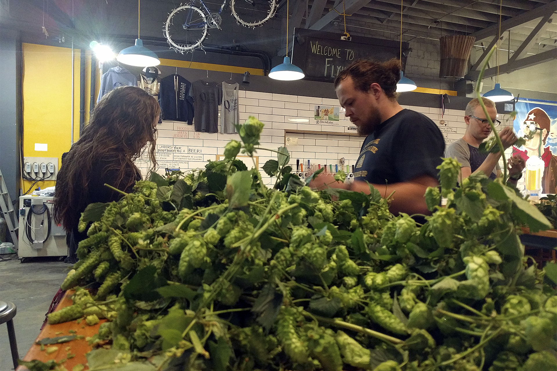 Locally grown hops power Flying Bike’s Fresh Hop Harvest Ale. Courtesy of Flying Bike Cooperative Brewery