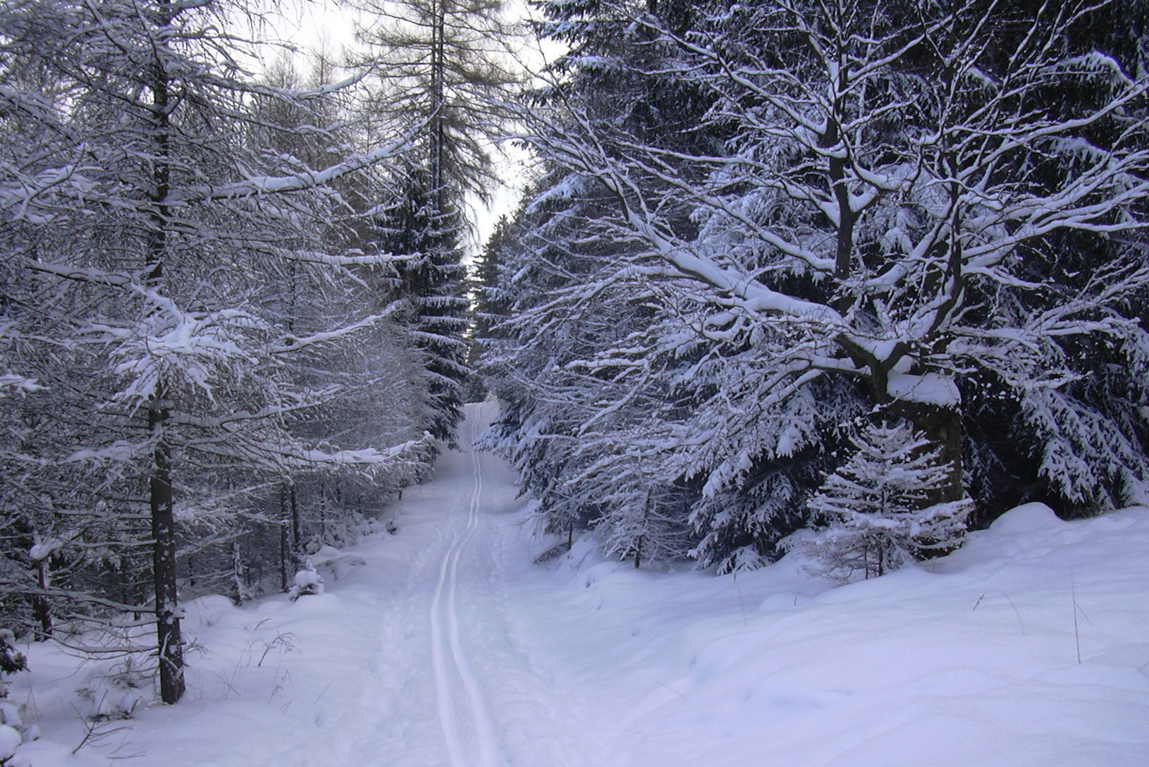 Permit Us to Explain The Tags, Stickers, and Decals You Need to Visit a Sno-Park in Washington