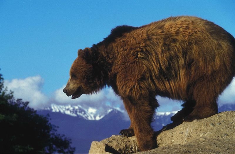 Feds Lay Out Possible Plans for Bringing Grizzlies Back to Washington