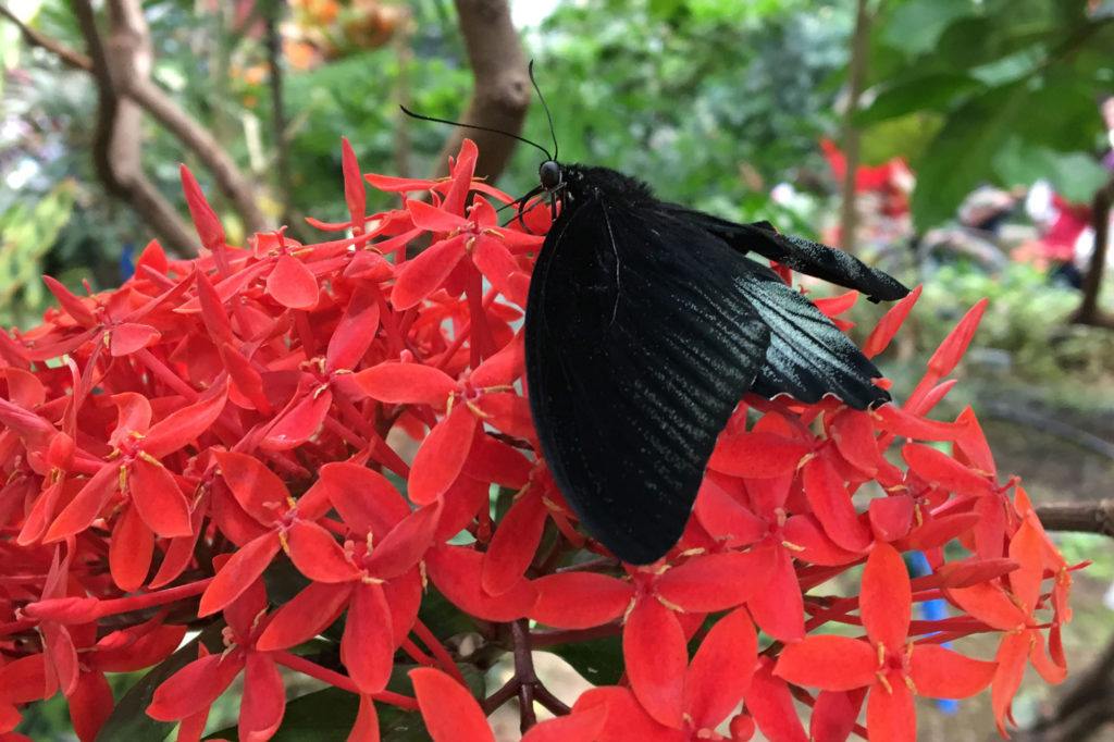 If You Can’t Stand the Heat, Get Out of the Tropical Butterfly House