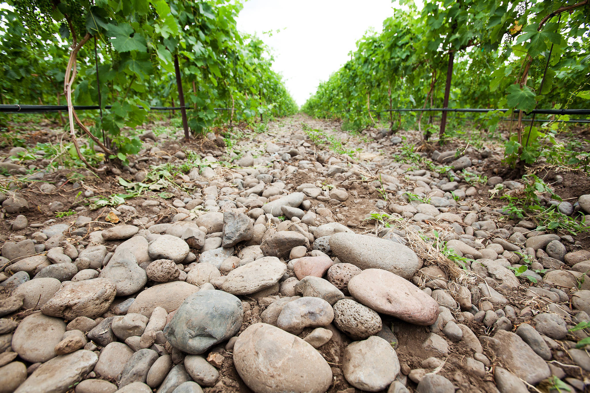 Stoney Vine Vineyard in the Rocks. Photo by Joe Tierney