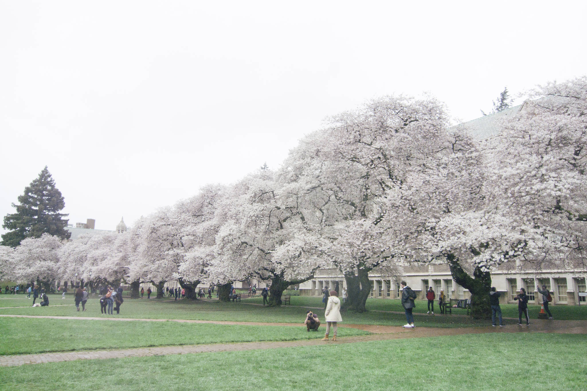 Chilled Out GIFs From UW’s Cherry Blossom Festival