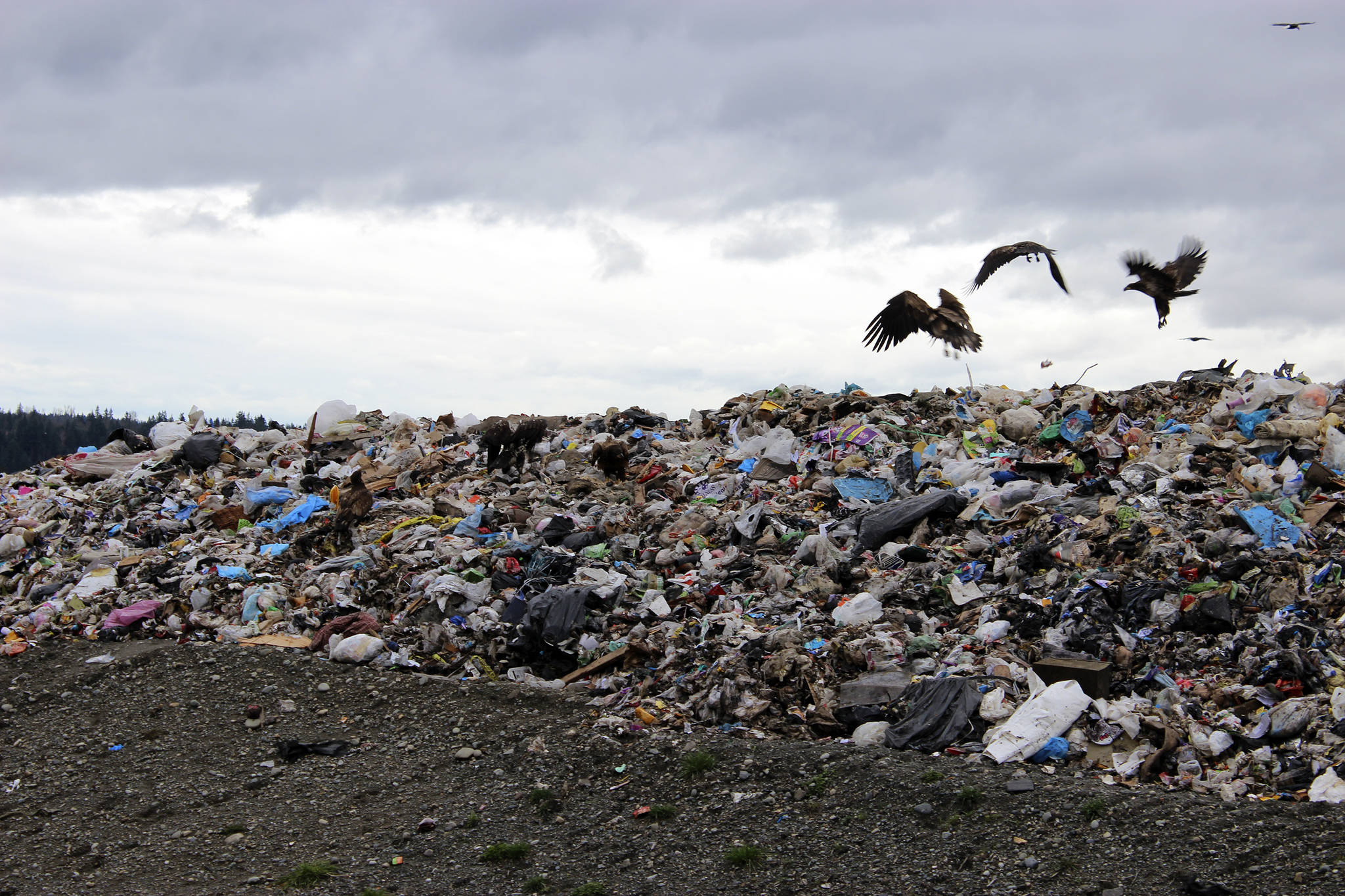 Bald eagles dig in the trash at Cedar Hills Regional Landfill. Photo by Sara Bernard