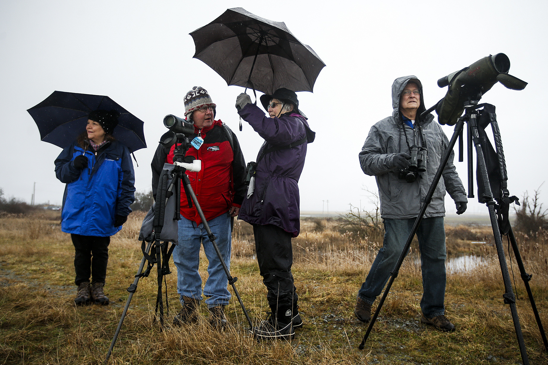 Braving Saturday’s rain, Mark and Peggy Shinkle (left), of Everett, chat with Pam Pritzl (center), of Camano Island, while Graham Hutchison (right), of Camano Island, looks out over the land on Port Susan Bay near Stanwood during a guided tour by The Nature Conservancy as part of the 10th Annual Arlington-Stillaguamish Eagle Festival. Ian Terry / The Herald