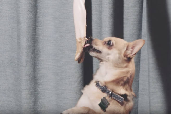 The Recipe for Seattle’s Best Music Video of the Year? Dogs, Peanut Butter, Mannequin Hands