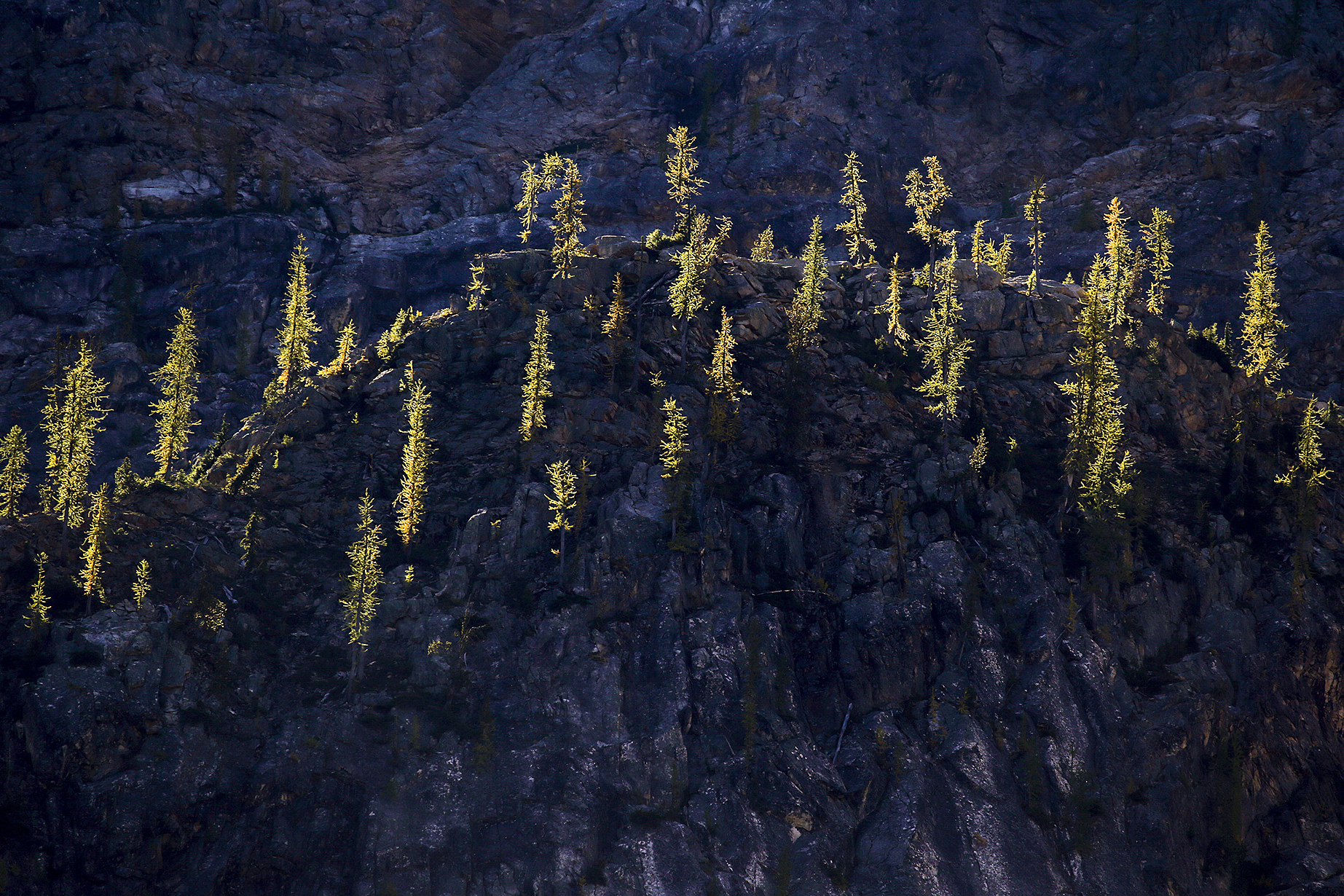 Yellowing larch trees glisten as sunlight reflects off their skinny branches near Washington Pass in the North Cascades National Park. Ian Terry / The Herald                                Yellowing larch trees glisten as sunlight reflects off their skinny branches near Washington Pass in the North Cascades National Park. Ian Terry / The Herald