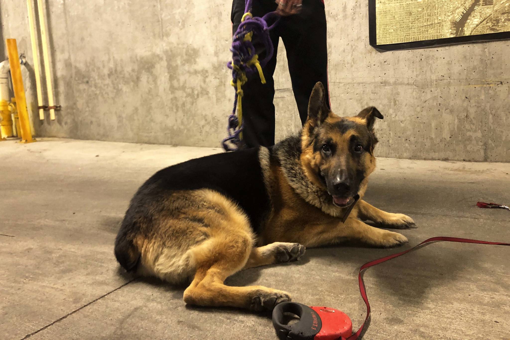 Kurt Niklas’s service dog, Leo, rests at Niklas’s feet in the Cate Apartments garage. Photo by Melissa Hellmann
