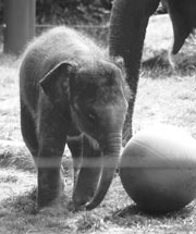 Making baby elephants