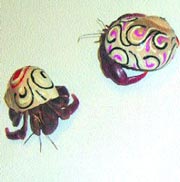 Why do it yourself? Buy hermit crabs ready-made.