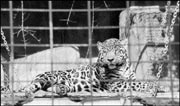 The leopard changed its spots: The Woodland Park Zoo became private this week.