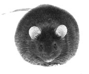 Feel anything? Catherine Chalmers' Transgenic Mice: Obese (2000).