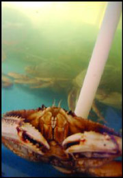 A live crab contemplates its fate at Ho Ho.