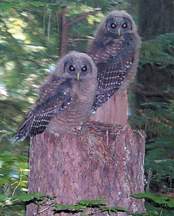 Two three-month-old northern spotted owls perched last summer in the Gifford Pinchot National Forest in Southwest Washington.