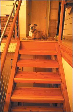 Halls dog, Shasta, atop the third-floor stairs.