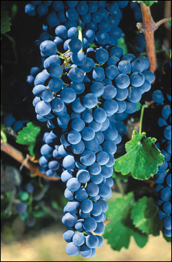 A sumptuous bunch of syrah.