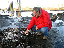 Archaeologist Dennis Lewarch examines a shell midden from the 1,700-year-old Elwha Klallam village known as Tse-whit-zen.