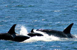 Two J Pod whales and a calf off Lime Kiln Point State Park on San Juan Island last July.