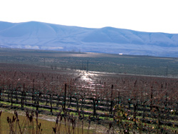 Red Mountain: 3,500 acres of grapes and romance.