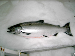 The succulent, troll-caught King, on ice.