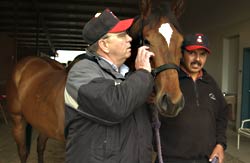 Trainer Howard Belvoir (left, nuzzling Touch of Malice) attributes this year’s short fields to the late arrival of grooms like Eron Herrera Diaz (right). Photo by Pete Kuhns.
