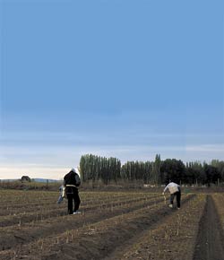 Yakima Valley workers tend to an asparagus field.