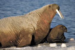 Walruses are the new penguins?