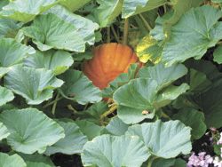 The Barry Bonds of Pumpkin Growing
