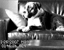 Times exclusive! When the masters away, the dog will lounge.