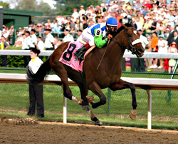 Barbaro in May action.