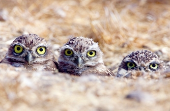 Paul Bannick: The Owl and the Woodpecker