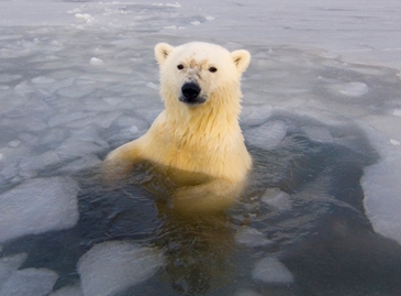 The Last Polar Bear