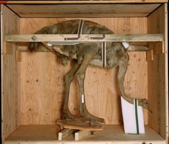 Richard Barnes: Animal Logic