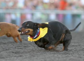 Weiner Dog Rally