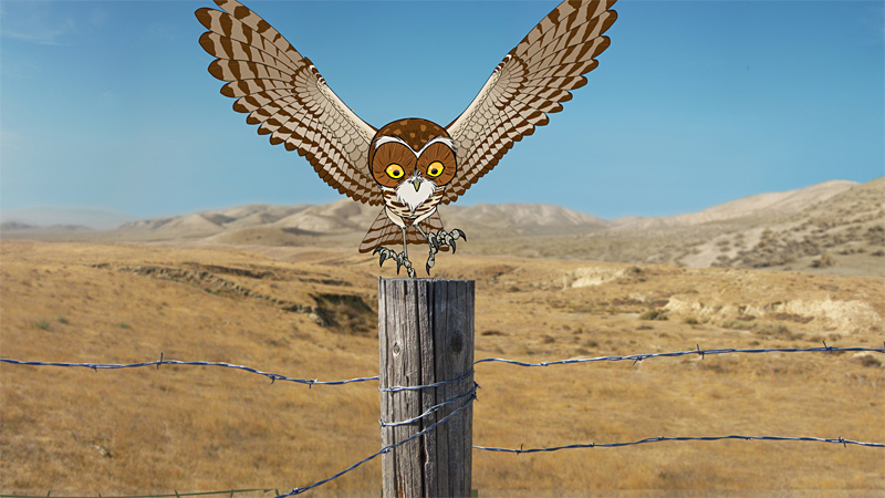 Revenge is sweet in Hidden Life of the Burrowing Owl.