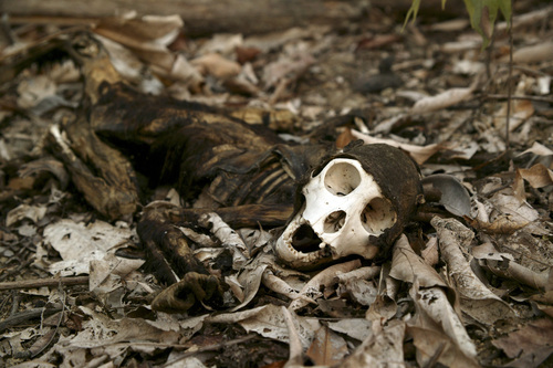 The skeleton of a monkey lies in recently burnt forest near. Porto de Moz, Para state, Brazil.