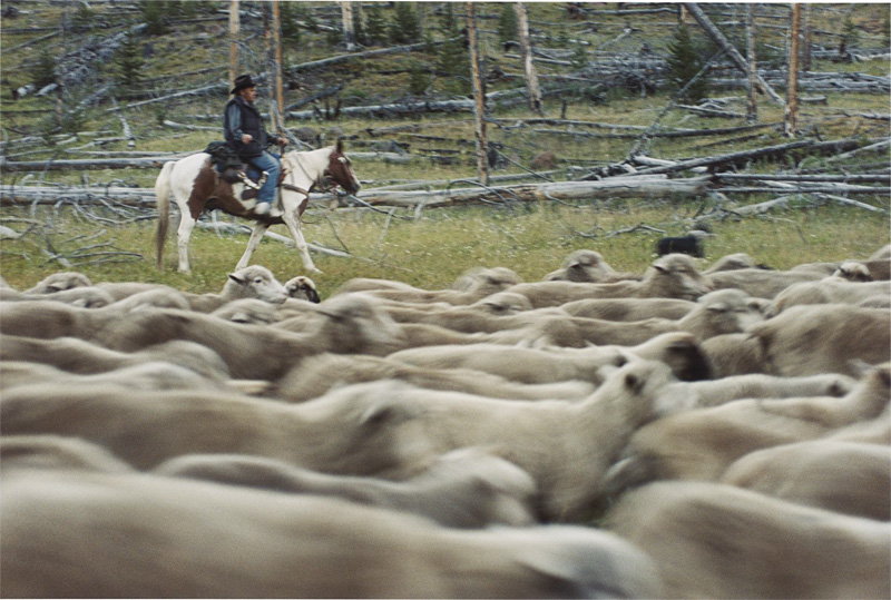 As far as the eye can see: nothing but mutton.