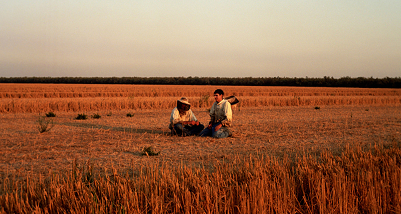 Hey, where did our bees go?