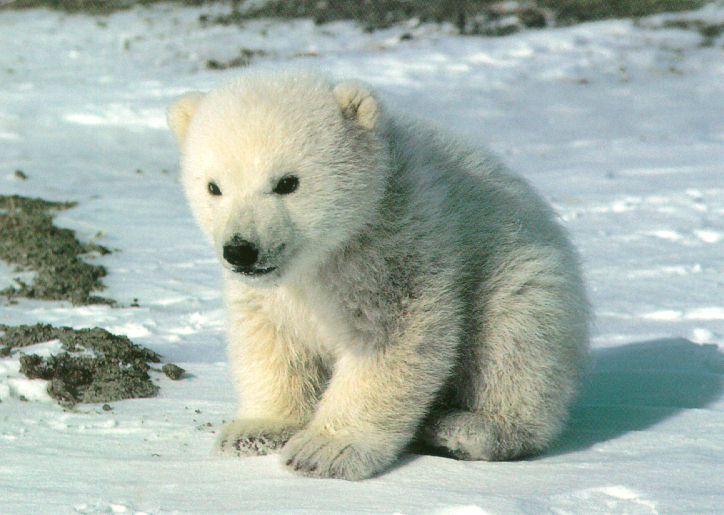 Polar Bear Plunge