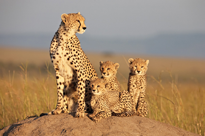 Cheetah matriarch Sita and her cubs.
