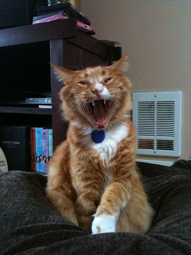 Average Joe Cat Show