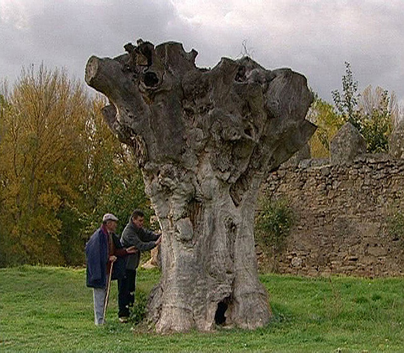 Two old villagers study a likewise depleted tree.