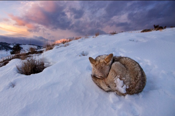 International Conservation Photography Awards Exhibit