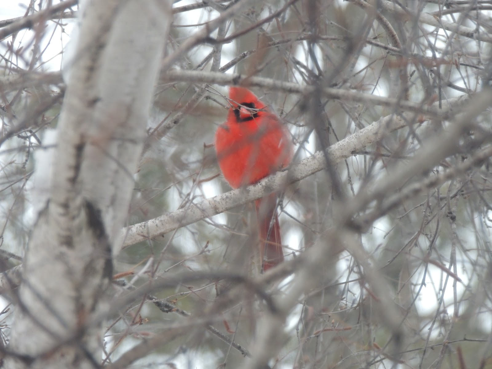 Have enjoyed the cardinal that has perched in the trees outside my window.