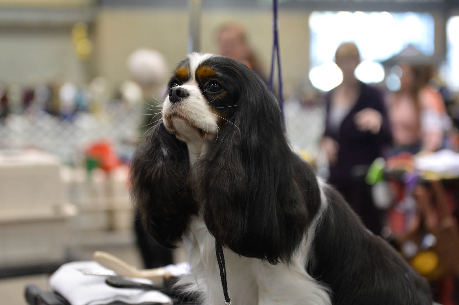 The Seattle Kennel Club, Inc. Dog Show celebrated its 75th year this