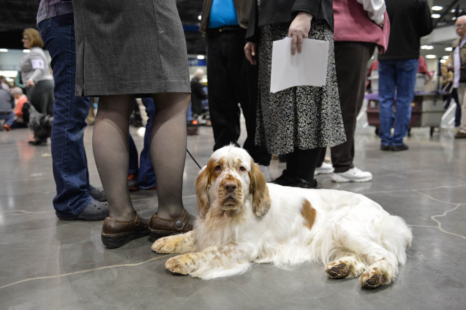 The Seattle Kennel Club, Inc. Dog Show celebrated its 75th year this
