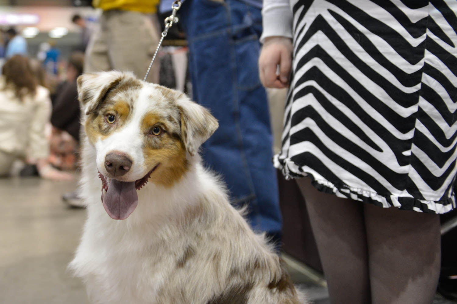 The Seattle Kennel Club, Inc. Dog Show celebrated its 75th year this
